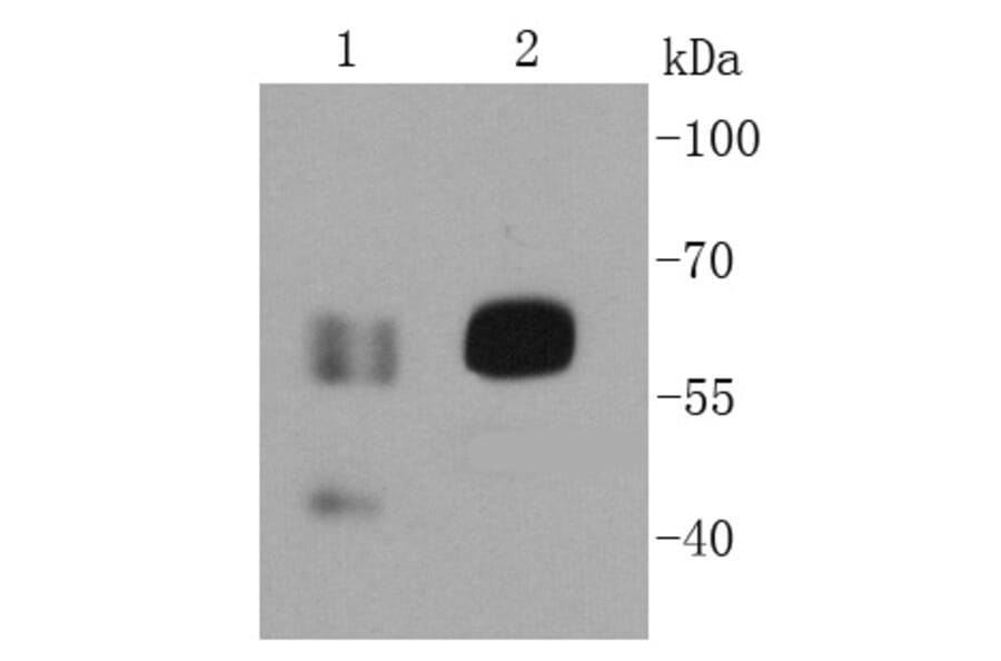 Anti-CD19 Antibody from Bioworld Technology (MB9024) - Antibodies.com
