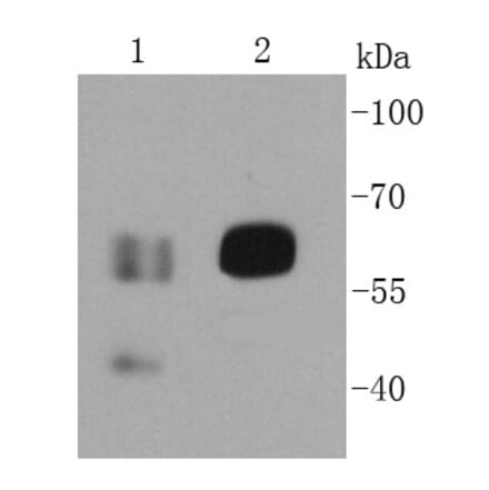 Anti-CD19 Antibody from Bioworld Technology (MB9024) - Antibodies.com