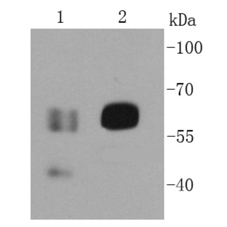 Anti-CD19 Antibody from Bioworld Technology (MB9024) - Antibodies.com