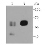 Anti-CD19 Antibody from Bioworld Technology (MB9024) - Antibodies.com