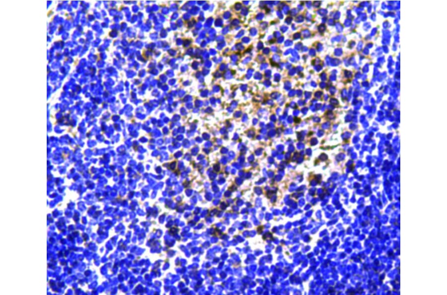 Anti-CD19 Antibody from Bioworld Technology (MB9024) - Antibodies.com