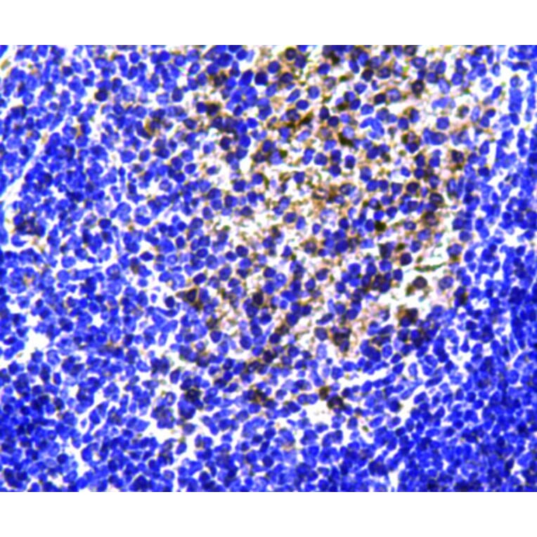 Anti-CD19 Antibody from Bioworld Technology (MB9024) - Antibodies.com