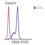 Anti-CD19 Antibody from Bioworld Technology (MB9024) - Antibodies.com