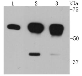 Anti-AKT1 Antibody from Bioworld Technology (MB9025) - Antibodies.com