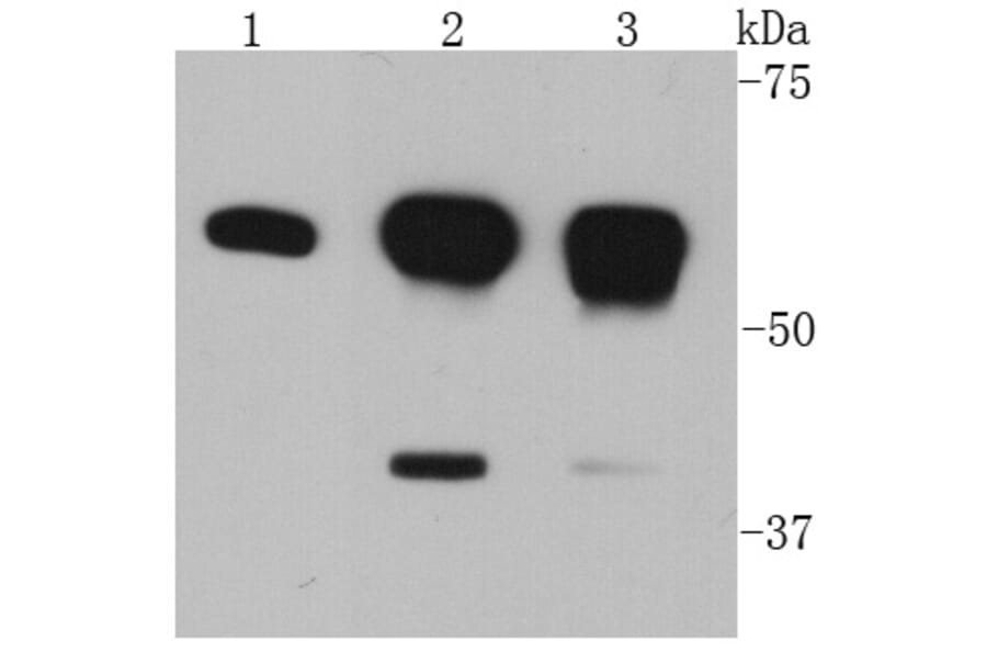 Anti-AKT1 Antibody from Bioworld Technology (MB9025) - Antibodies.com