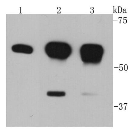 Anti-AKT1 Antibody from Bioworld Technology (MB9025) - Antibodies.com