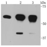 Anti-AKT1 Antibody from Bioworld Technology (MB9025) - Antibodies.com