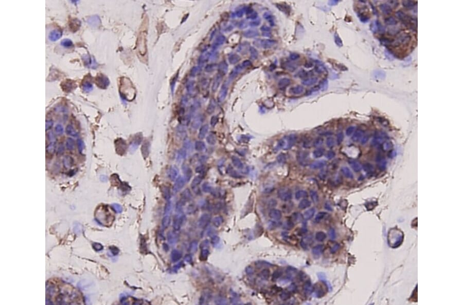 Anti-AKT1 Antibody from Bioworld Technology (MB9025) - Antibodies.com