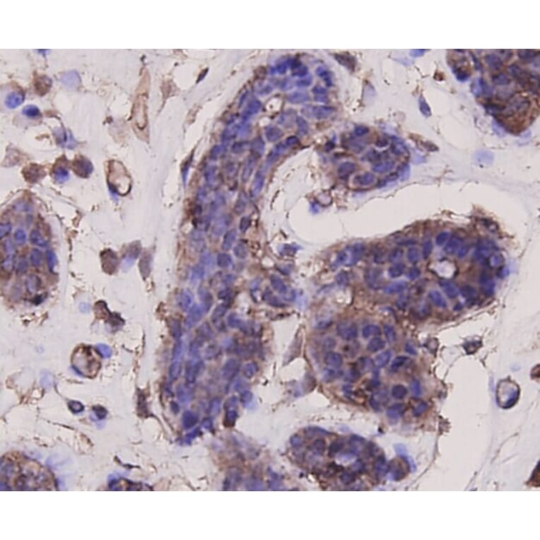 Anti-AKT1 Antibody from Bioworld Technology (MB9025) - Antibodies.com