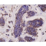 Anti-AKT1 Antibody from Bioworld Technology (MB9025) - Antibodies.com