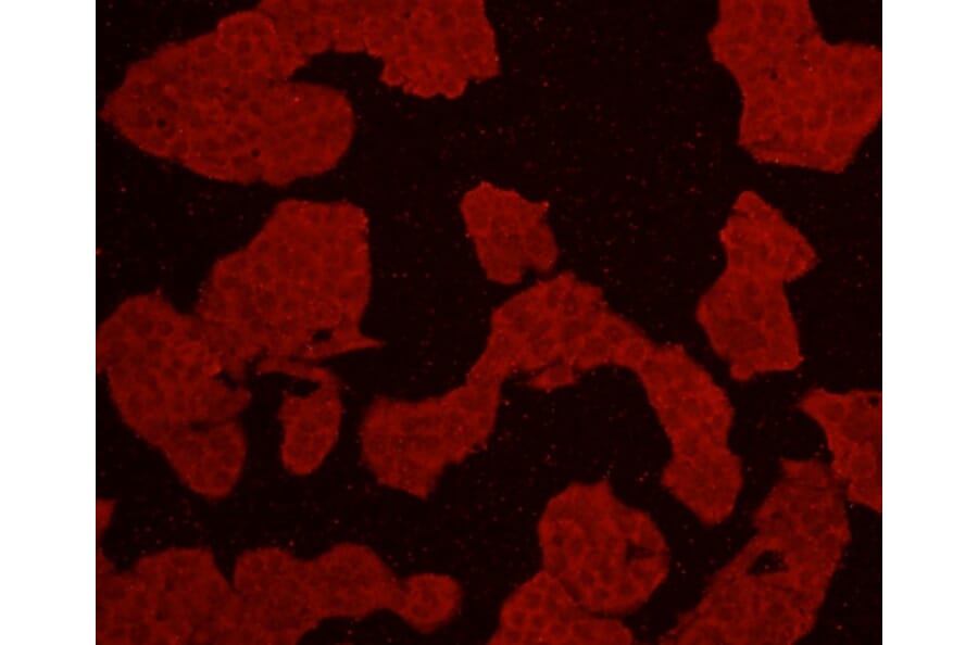 Anti-AKT1 Antibody from Bioworld Technology (MB9025) - Antibodies.com