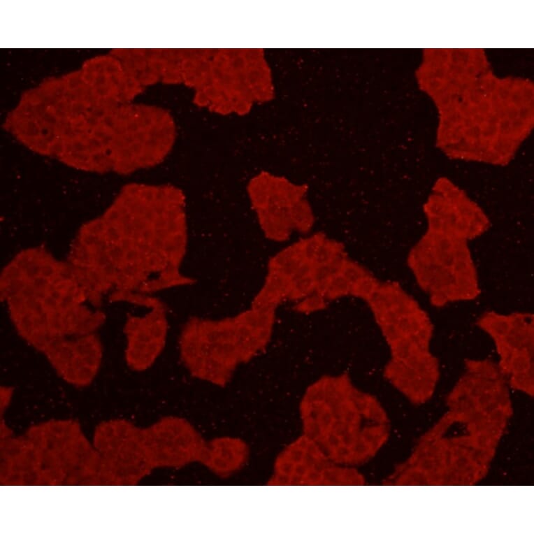 Anti-AKT1 Antibody from Bioworld Technology (MB9025) - Antibodies.com