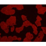 Anti-AKT1 Antibody from Bioworld Technology (MB9025) - Antibodies.com