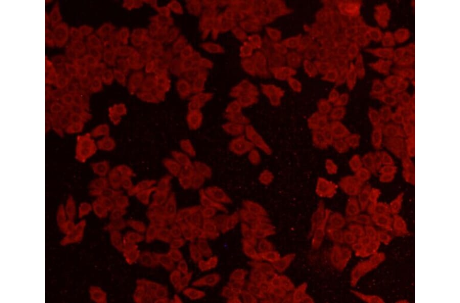 Anti-AKT1 Antibody from Bioworld Technology (MB9025) - Antibodies.com