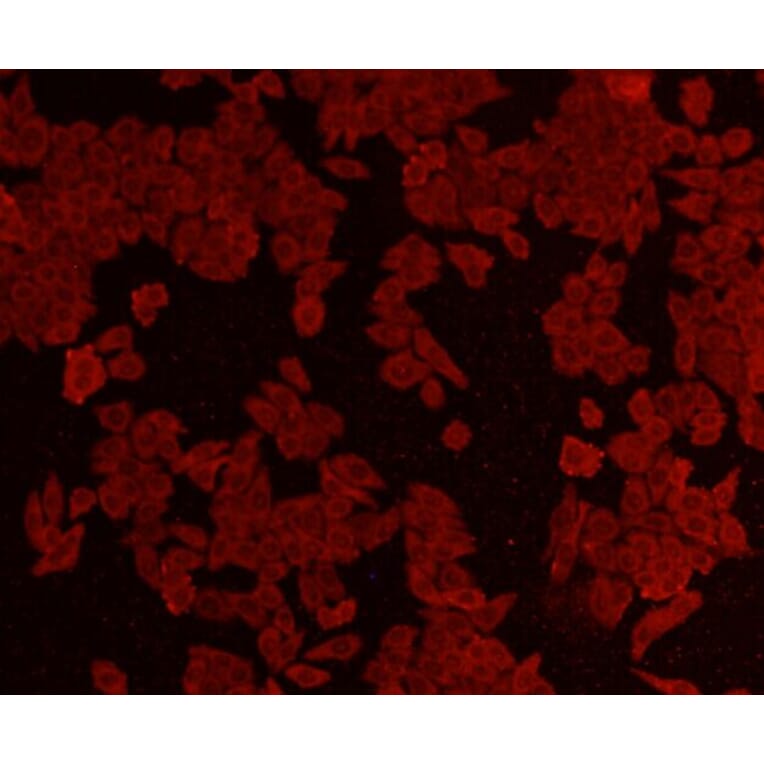 Anti-AKT1 Antibody from Bioworld Technology (MB9025) - Antibodies.com