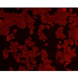 Anti-AKT1 Antibody from Bioworld Technology (MB9025) - Antibodies.com