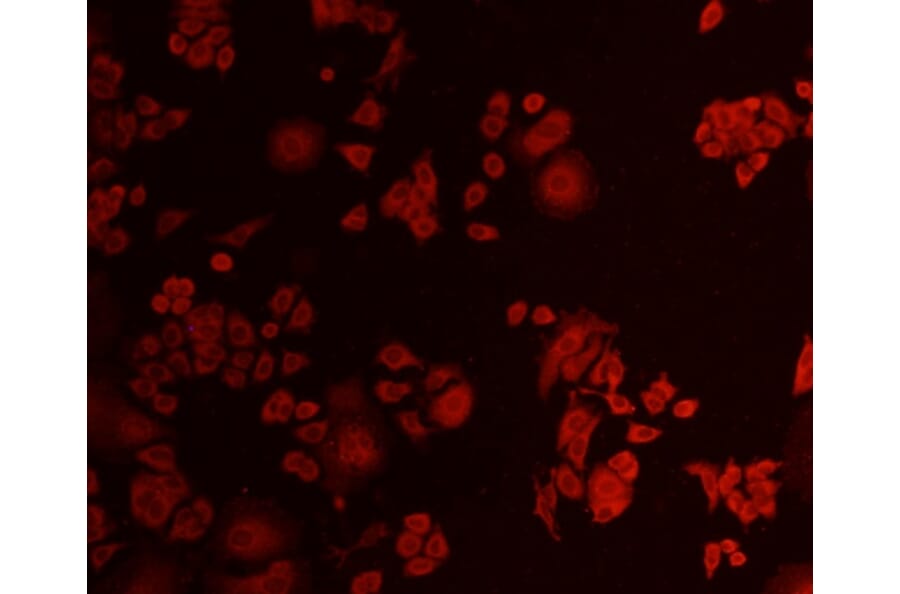 Anti-AKT1 Antibody from Bioworld Technology (MB9025) - Antibodies.com