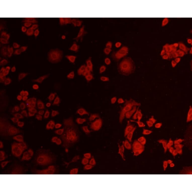 Anti-AKT1 Antibody from Bioworld Technology (MB9025) - Antibodies.com