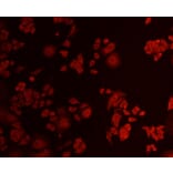 Anti-AKT1 Antibody from Bioworld Technology (MB9025) - Antibodies.com