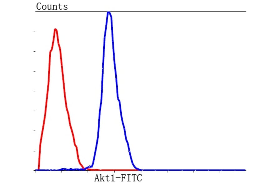 Anti-AKT1 Antibody from Bioworld Technology (MB9025) - Antibodies.com