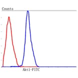 Anti-AKT1 Antibody from Bioworld Technology (MB9025) - Antibodies.com