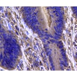 Anti-IDH1 Antibody from Bioworld Technology (MB9026) - Antibodies.com