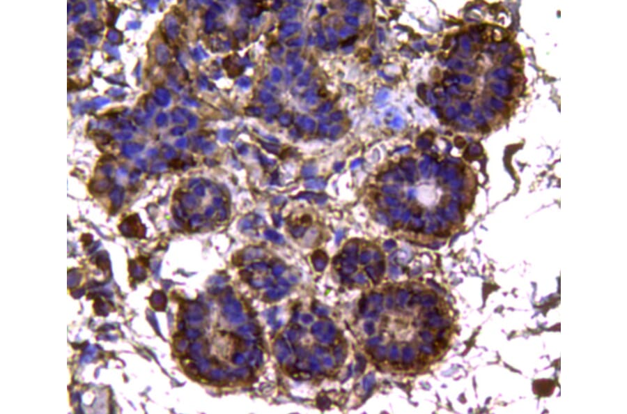 Anti-IDH1 Antibody from Bioworld Technology (MB9026) - Antibodies.com