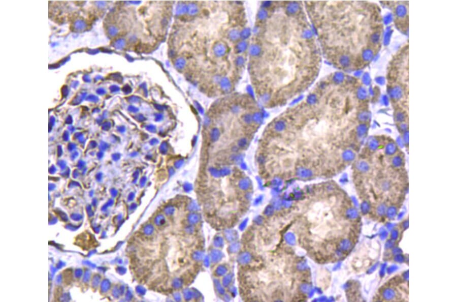 Anti-IDH1 Antibody from Bioworld Technology (MB9026) - Antibodies.com