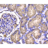 Anti-IDH1 Antibody from Bioworld Technology (MB9026) - Antibodies.com
