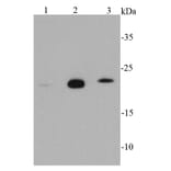 Anti-GPX1 Antibody from Bioworld Technology (MB9027) - Antibodies.com