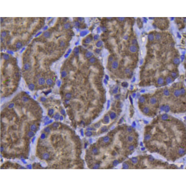 Anti-GPX1 Antibody from Bioworld Technology (MB9027) - Antibodies.com