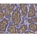 Anti-GPX1 Antibody from Bioworld Technology (MB9027) - Antibodies.com