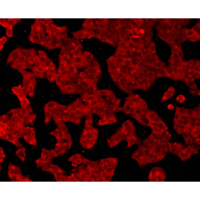 Anti-GPX1 Antibody from Bioworld Technology (MB9027) - Antibodies.com