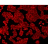 Anti-GPX1 Antibody from Bioworld Technology (MB9027) - Antibodies.com