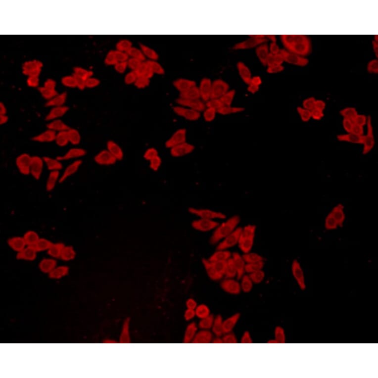 Anti-GPX1 Antibody from Bioworld Technology (MB9027) - Antibodies.com