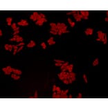 Anti-GPX1 Antibody from Bioworld Technology (MB9027) - Antibodies.com