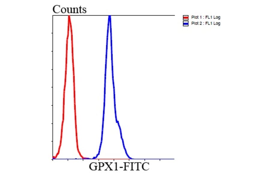 Anti-GPX1 Antibody from Bioworld Technology (MB9027) - Antibodies.com