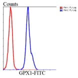 Anti-GPX1 Antibody from Bioworld Technology (MB9027) - Antibodies.com