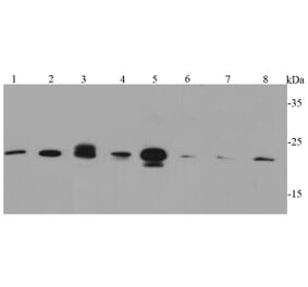 Anti-Caveolin-1 Antibody from Bioworld Technology (MB9028) - Antibodies.com