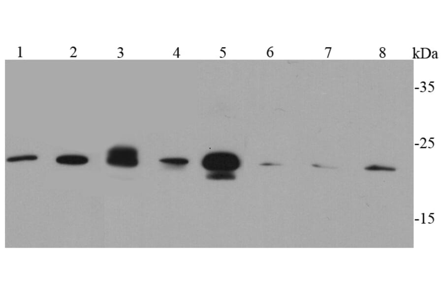 Anti-Caveolin-1 Antibody from Bioworld Technology (MB9028) - Antibodies.com