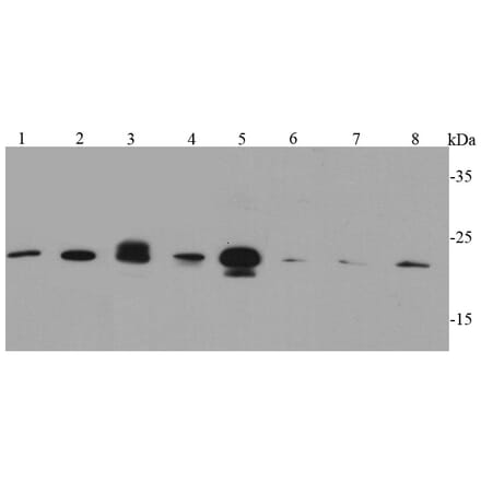 Anti-Caveolin-1 Antibody from Bioworld Technology (MB9028) - Antibodies.com