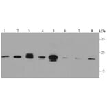 Anti-Caveolin-1 Antibody from Bioworld Technology (MB9028) - Antibodies.com