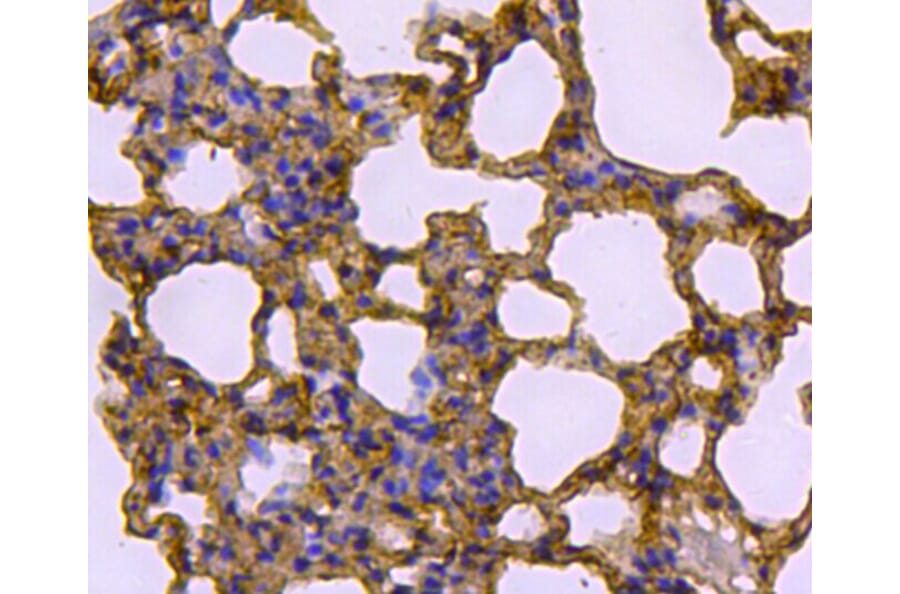 Anti-Caveolin-1 Antibody from Bioworld Technology (MB9028) - Antibodies.com
