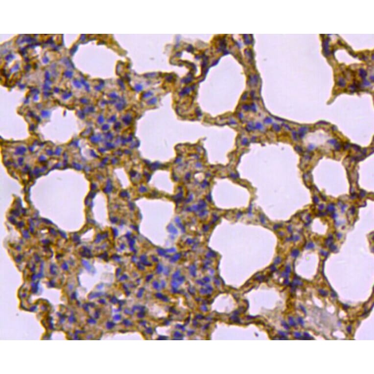 Anti-Caveolin-1 Antibody from Bioworld Technology (MB9028) - Antibodies.com
