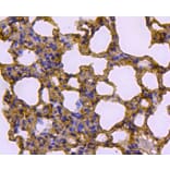 Anti-Caveolin-1 Antibody from Bioworld Technology (MB9028) - Antibodies.com