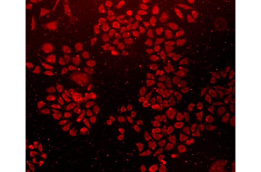 Anti-Caveolin-1 Antibody from Bioworld Technology (MB9028) - Antibodies.com