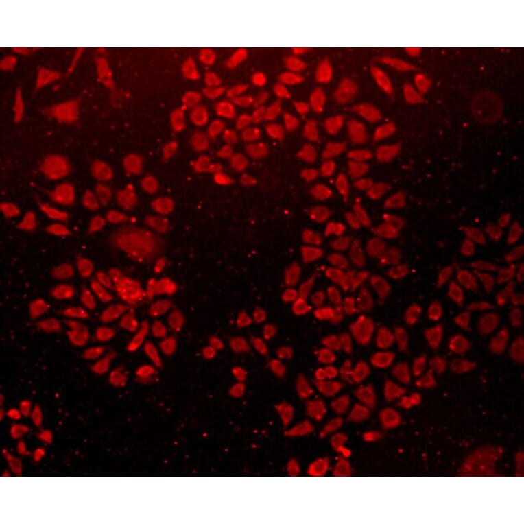 Anti-Caveolin-1 Antibody from Bioworld Technology (MB9028) - Antibodies.com