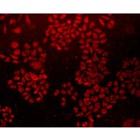 Anti-Caveolin-1 Antibody from Bioworld Technology (MB9028) - Antibodies.com
