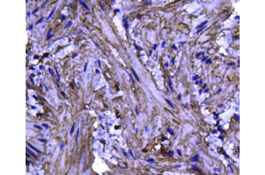 Anti-Caveolin-1 Antibody from Bioworld Technology (MB9028) - Antibodies.com