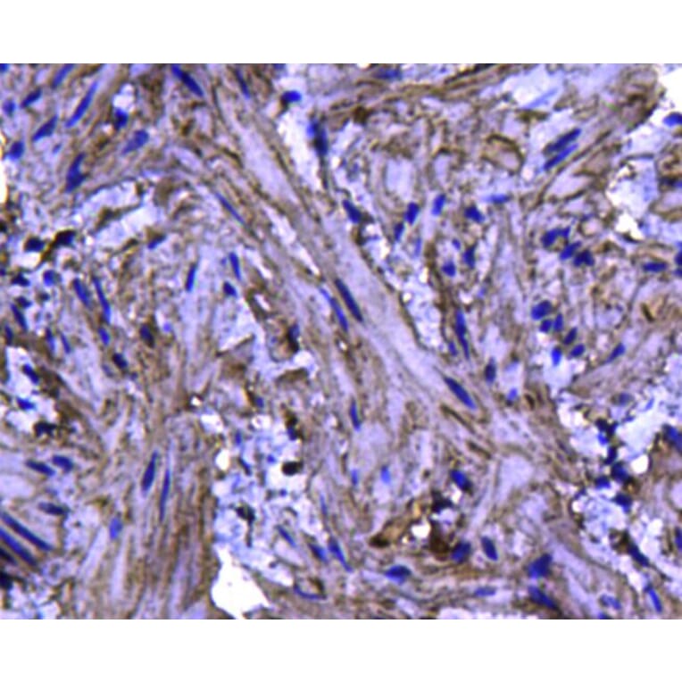 Anti-Caveolin-1 Antibody from Bioworld Technology (MB9028) - Antibodies.com